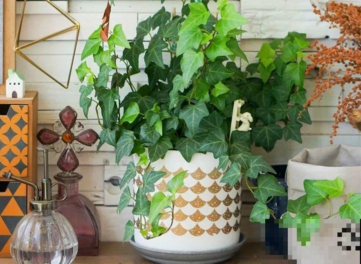 24种植物“净化器”,每个房间养一盆,太值了! 24种植物“净化器”,每个房间养一盆,太值了!