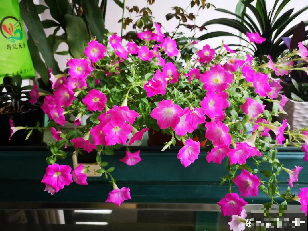 立秋后就养它，下个月爆盆，开花5、6次！