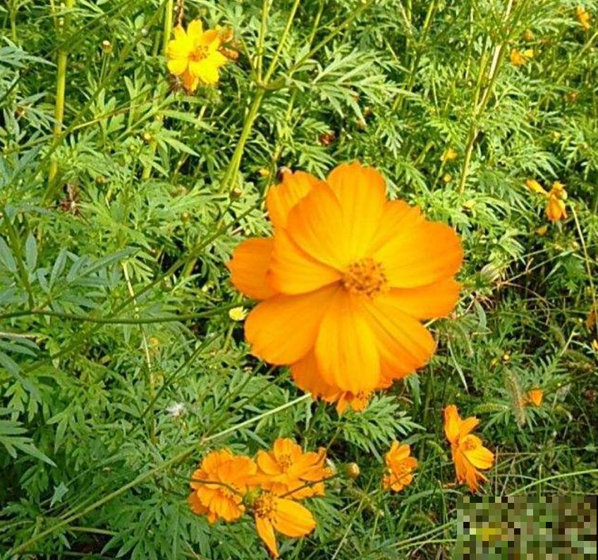 硫华菊金灿灿,阳台种几盆,每天活力满满! 硫华菊金灿灿,阳台种几盆,每天活力满满!