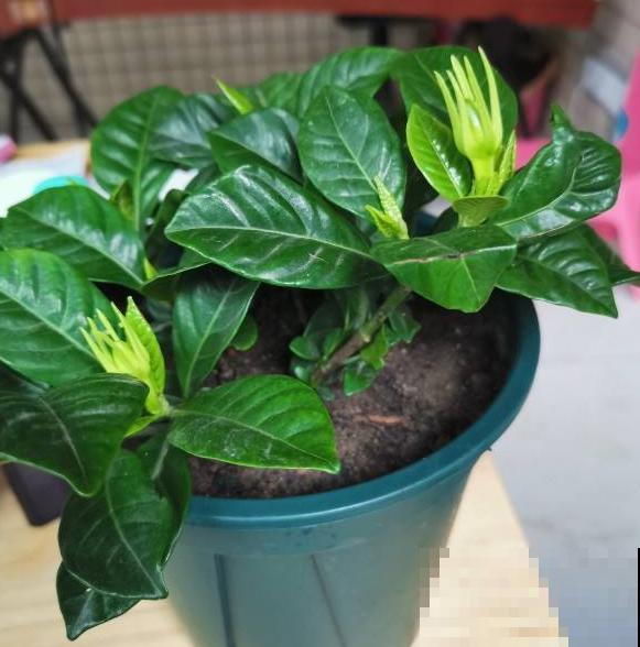 养这4种花，就得配好土，不黄叶不烂根！