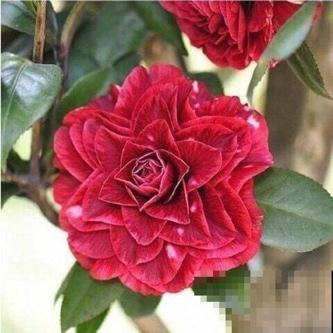 又到了养茶花的季节,给它喝点醋才能开花多,花苞个个开不停 又到了养茶花的季节,给它喝点醋才能开花多,花苞个个开不停