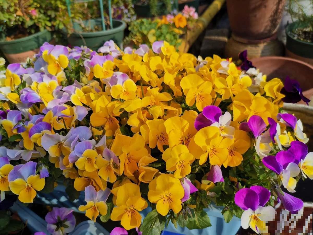 家里养羽衣甘蓝,仙气十足,冬天照样长得旺 家里养羽衣甘蓝,仙气十足,冬天照样长得旺