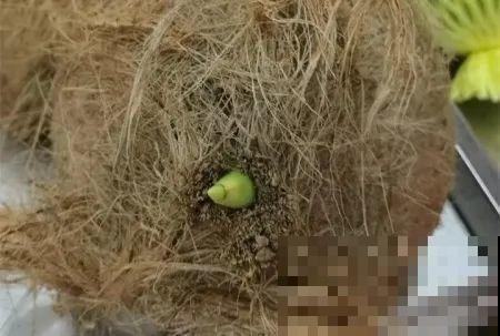 西红柿、玉米……埋土里，7天长成小森林，结出果子一大筐！