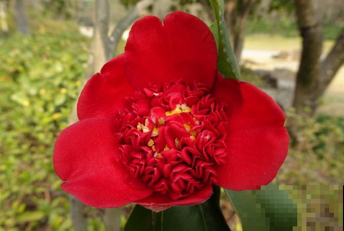 40年的大茶花，开花像荔枝果盘，红红火火真吉祥！