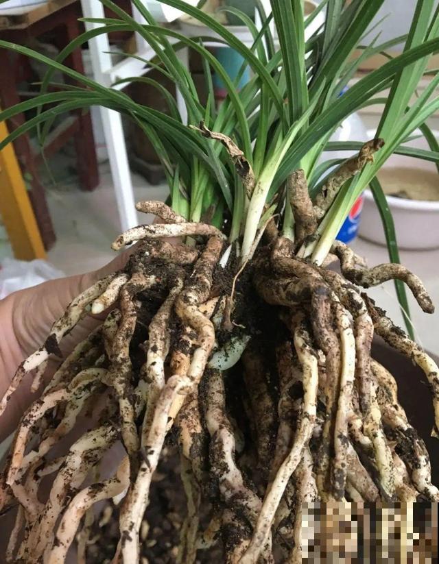 养根的3个小方法，照着一步步做，根能撑爆盆！