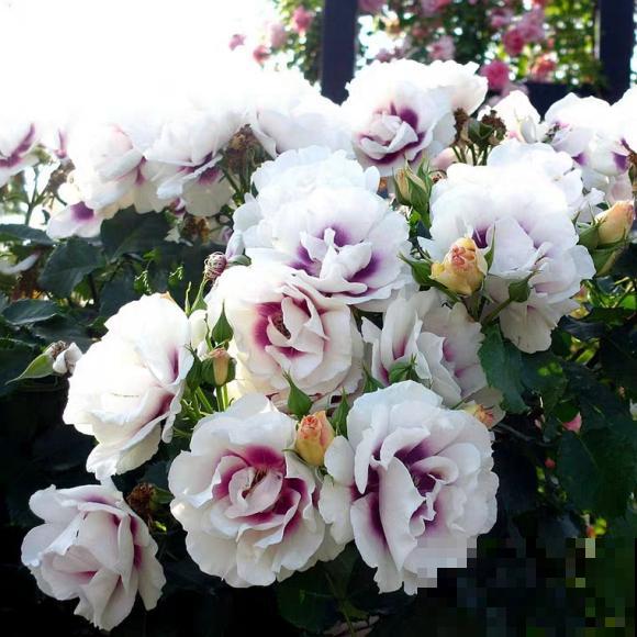 8款眼睛月季,花型独特,还有好闻的香味! 8款眼睛月季,花型独特,还有好闻的香味!