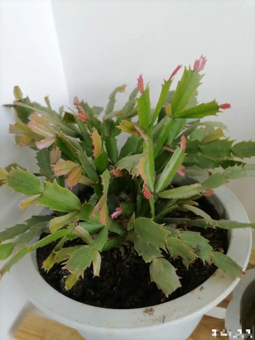 20种花秋天浇水避坑指南,现在就注意,来年长更好! 20种花秋天浇水避坑指南,现在就注意,来年长更好!