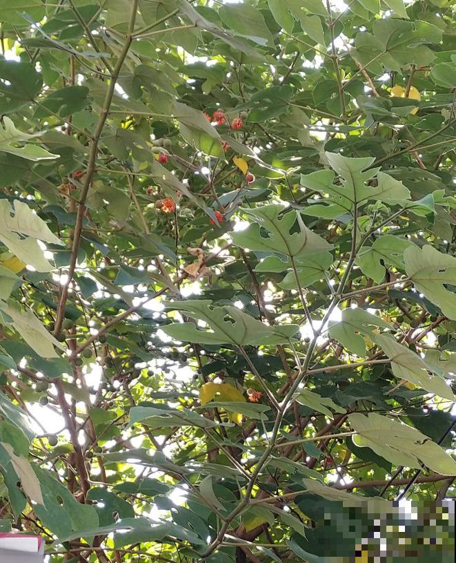 构树全身都是宝,花穗和果子都能吃,叶子还能洗碗! 构树全身都是宝,花穗和果子都能吃,叶子还能洗碗!