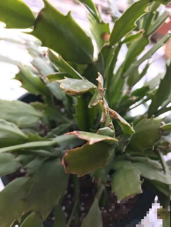 养蟹爪兰，重要的是一个“掐”字，花苞冒不停