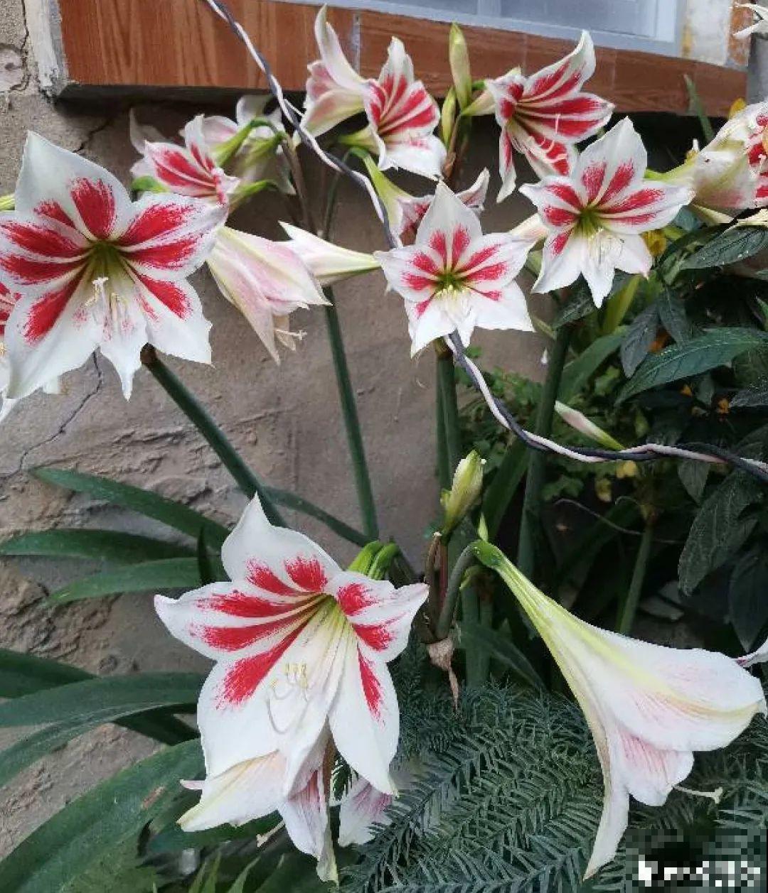 20到养花题，看看你能对几道，对一半就是大神