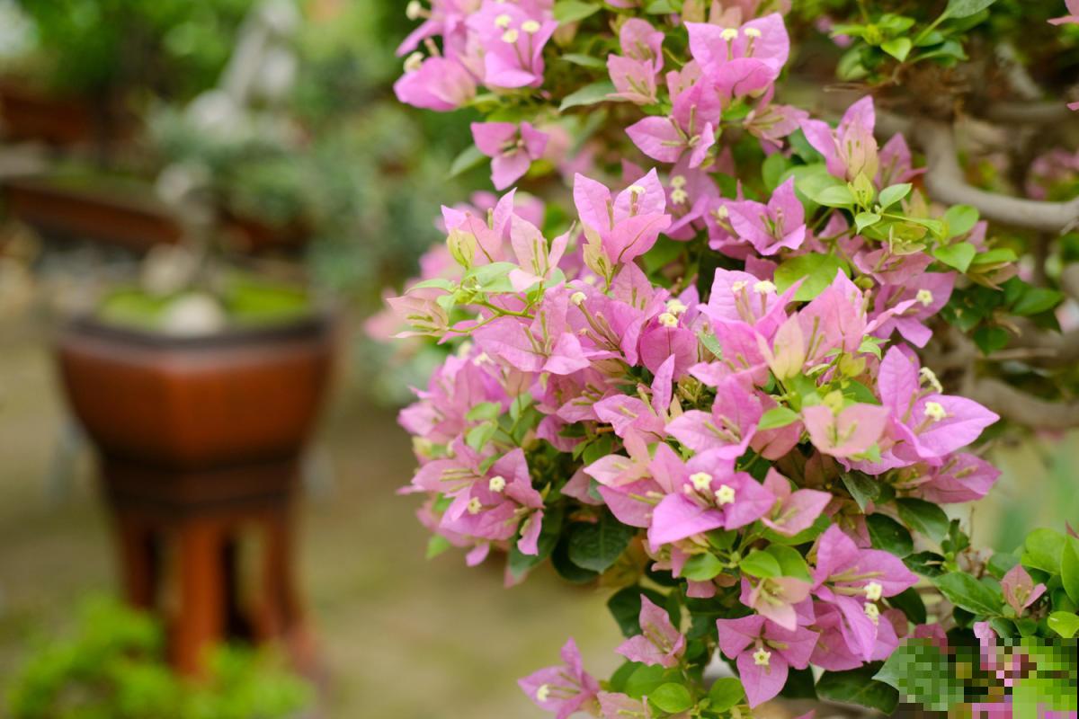 给三角梅扦插,选准秋天,来年花开一大片! 给三角梅扦插,选准秋天,来年花开一大片!