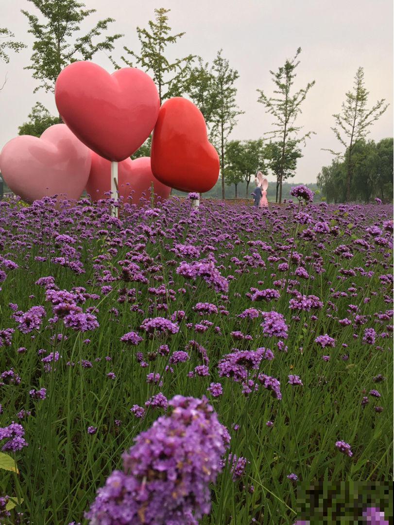 想要梦幻？不用去普罗旺斯，1把马鞭草种子满足你！