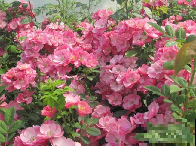 藤本月季,天使安吉拉,一年四季花开满墙! 藤本月季,天使安吉拉,一年四季花开满墙!