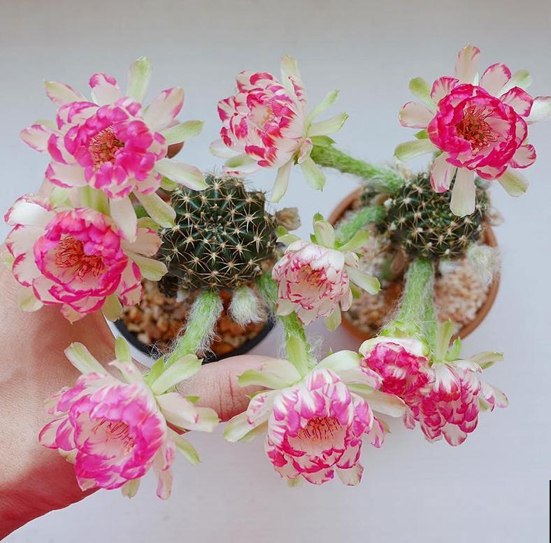 小众冷门仙人球,开花美过荷花,勤花又好养! 小众冷门仙人球,开花美过荷花,勤花又好养!