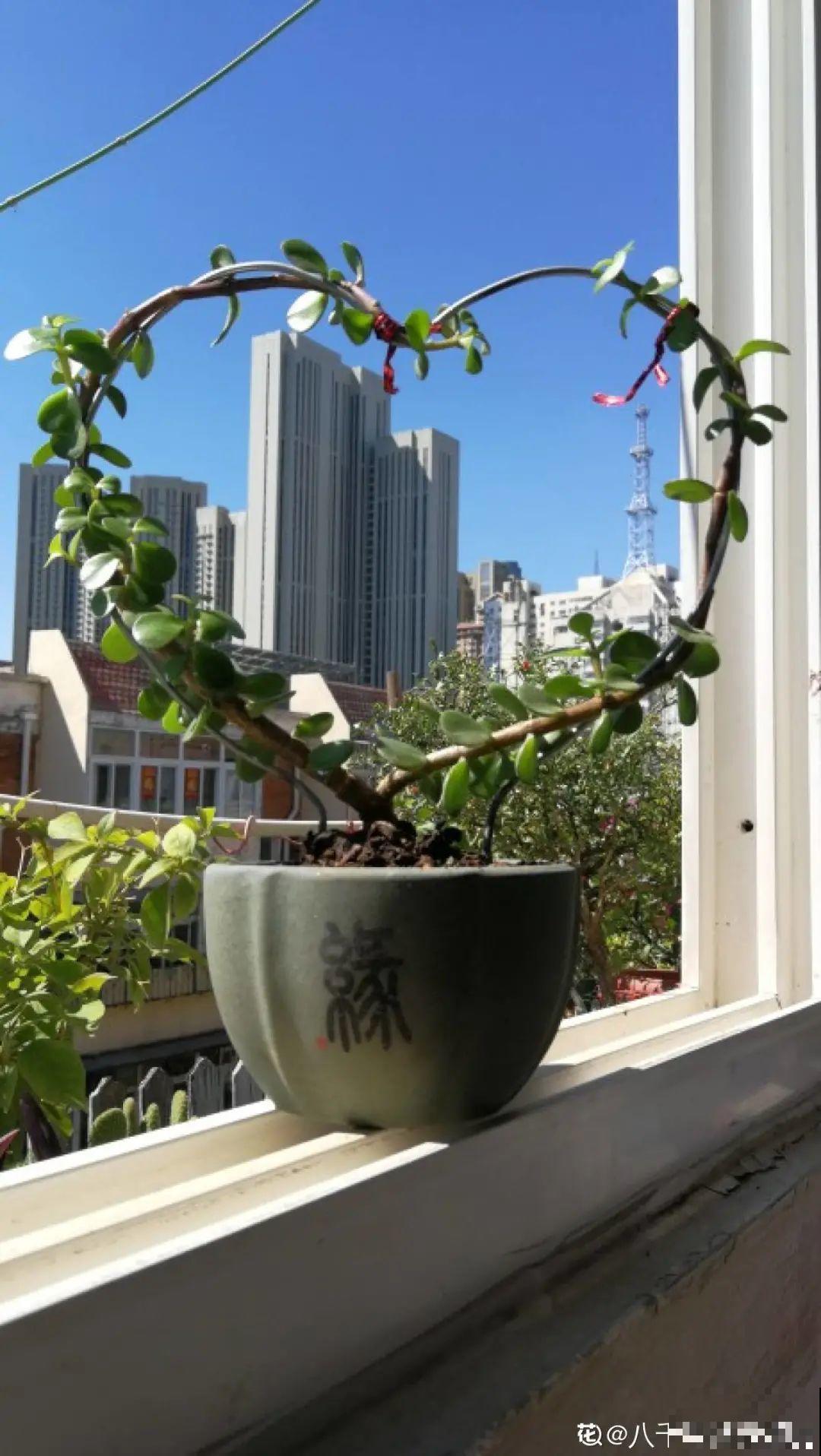 8根筷子绑一起,2个月变老桩,让你爱不释手! 8根筷子绑一起,2个月变老桩,让你爱不释手!