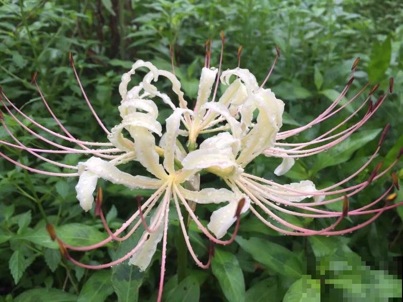 5种新颖的花，邻居没见过，养了你就被羡慕吧！