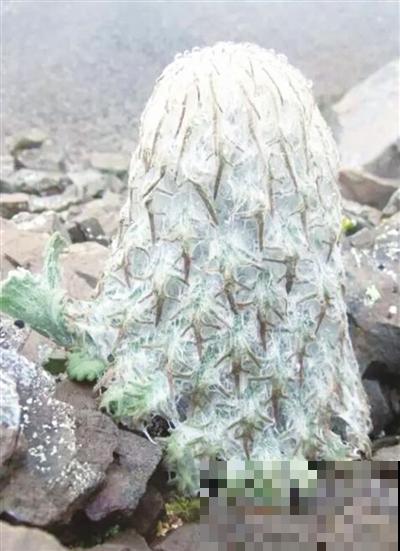 水母雪兔子究竟多濒危，看完你就知道了