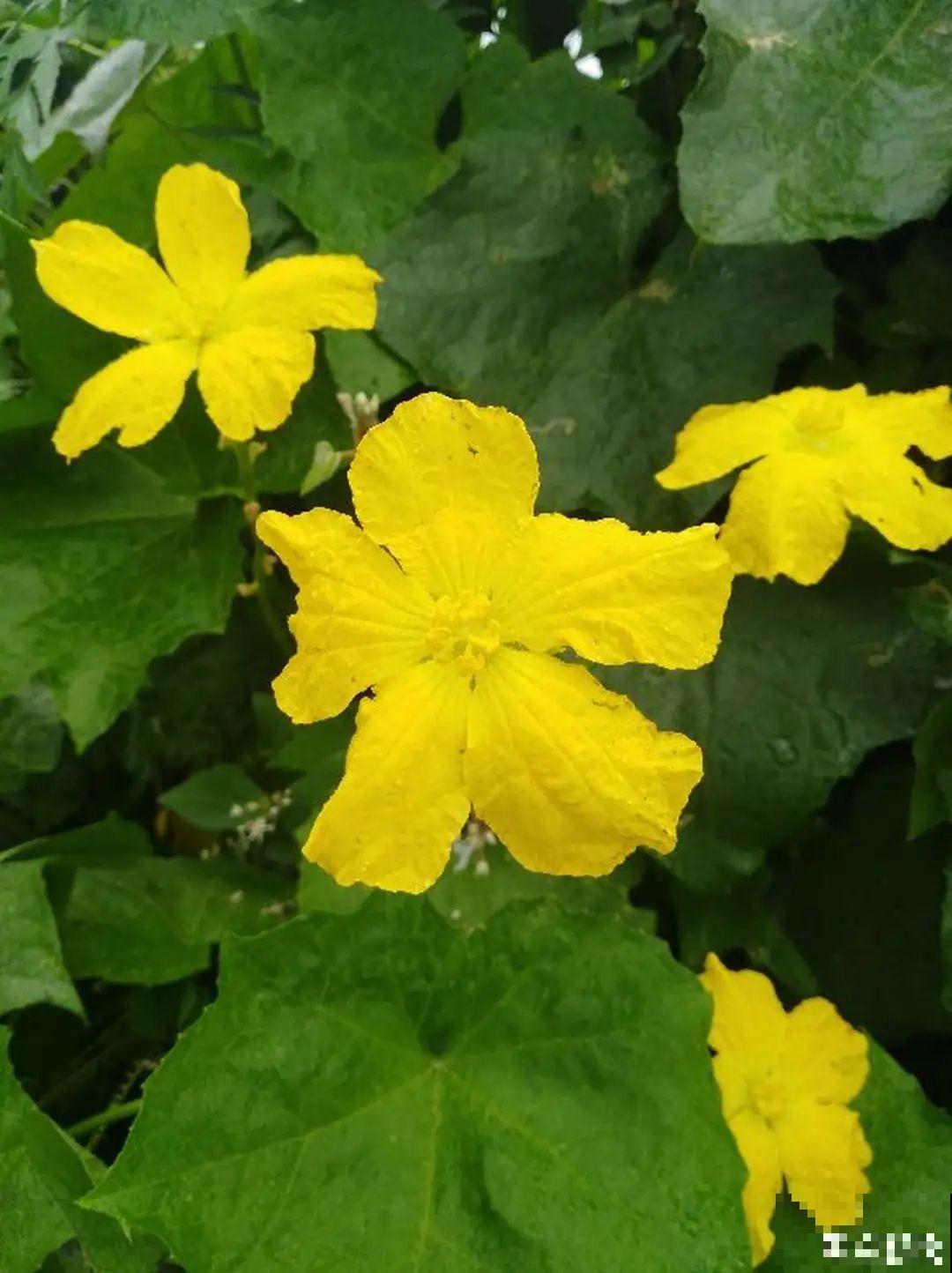 农村养出的“宝藏”花,精致可爱,一点也不土气! 农村养出的“宝藏”花,精致可爱,一点也不土气!