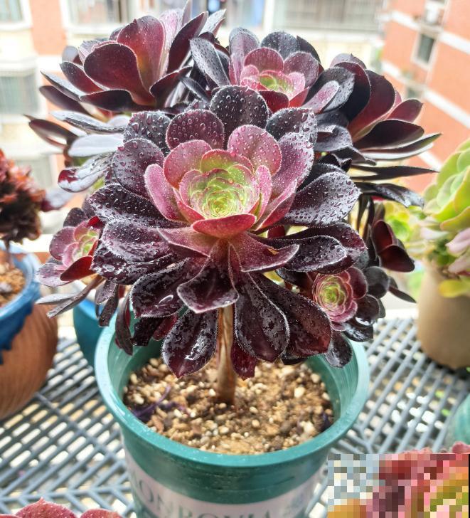 又到了法师最美的季节,个头大、颜色艳,比盆景都好看! 又到了法师最美的季节,个头大、颜色艳,比盆景都好看!