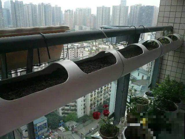 把菜种自家墙上,多得吃不完,太震撼 把菜种自家墙上,多得吃不完,太震撼