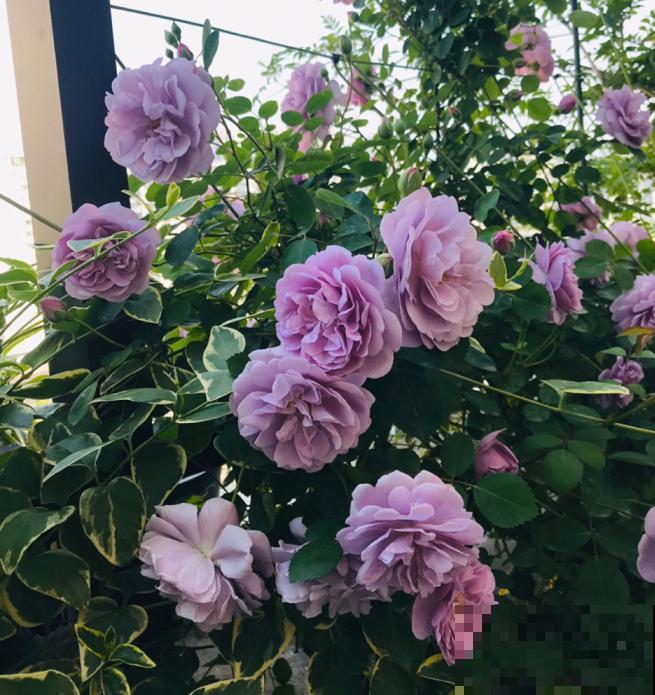 10种月季枝条太软，大家都说垂头，结果吊起来养超惊艳！