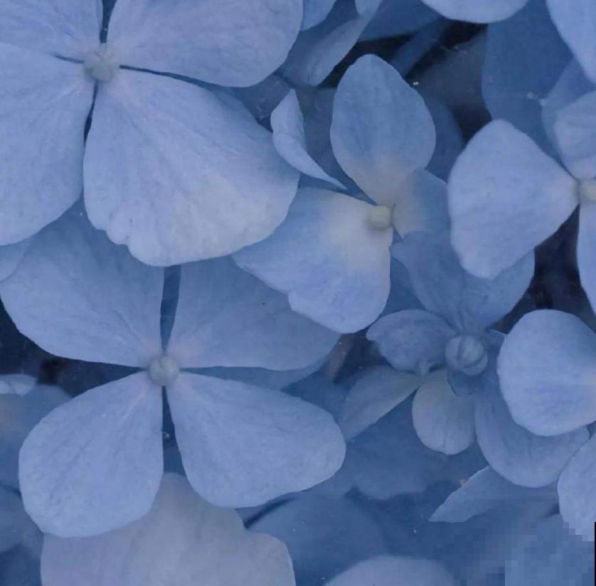 秋天修剪要慎重,这4种花不能随便剪,剪了就后悔! 秋天修剪要慎重,这4种花不能随便剪,剪了就后悔!