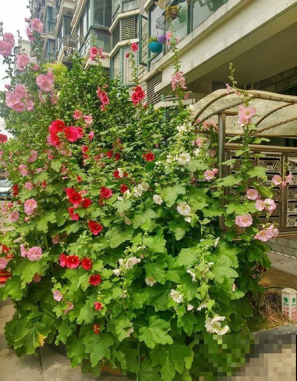 白色蜀葵竟被拦腰折断,说是因为颜色不吉利,真无语! 白色蜀葵竟被拦腰折断,说是因为颜色不吉利,真无语!