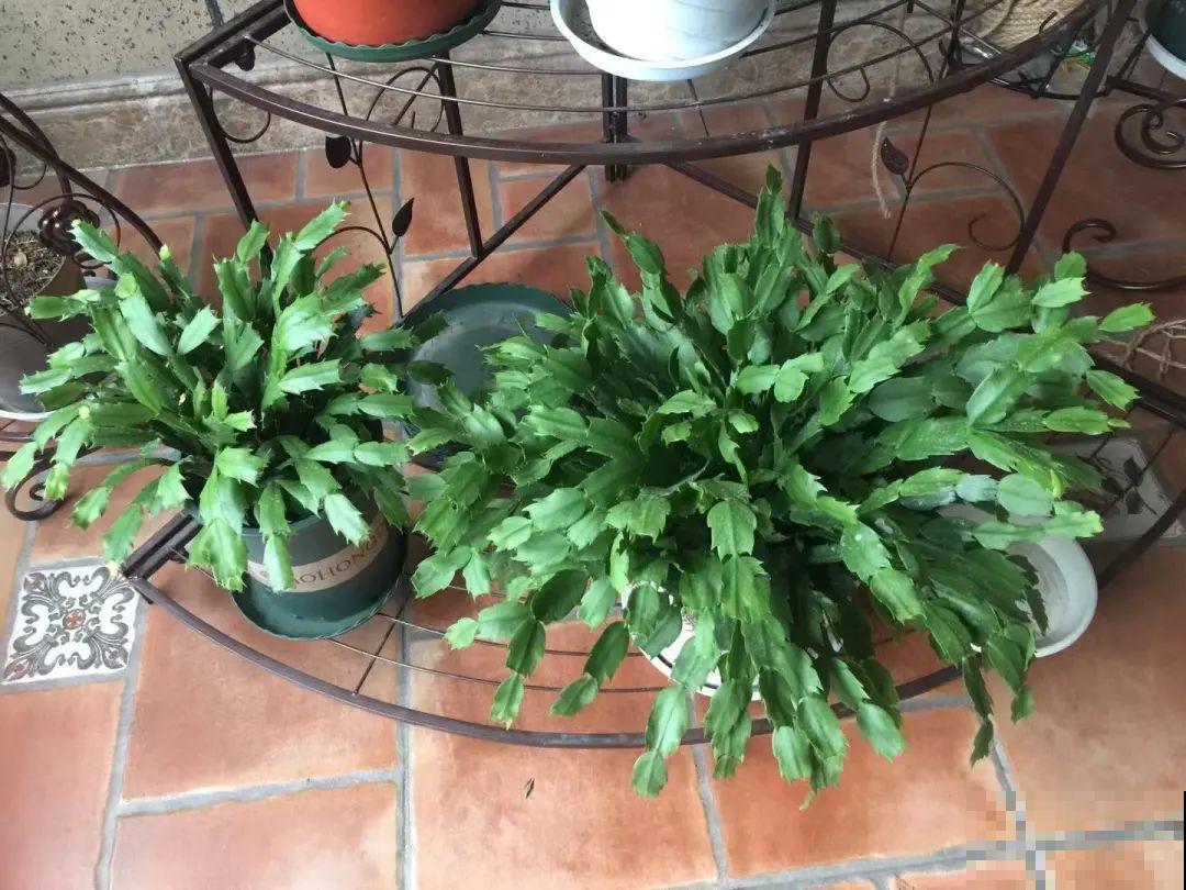 养蟹爪兰，重要的是一个“掐”字，花苞冒不停