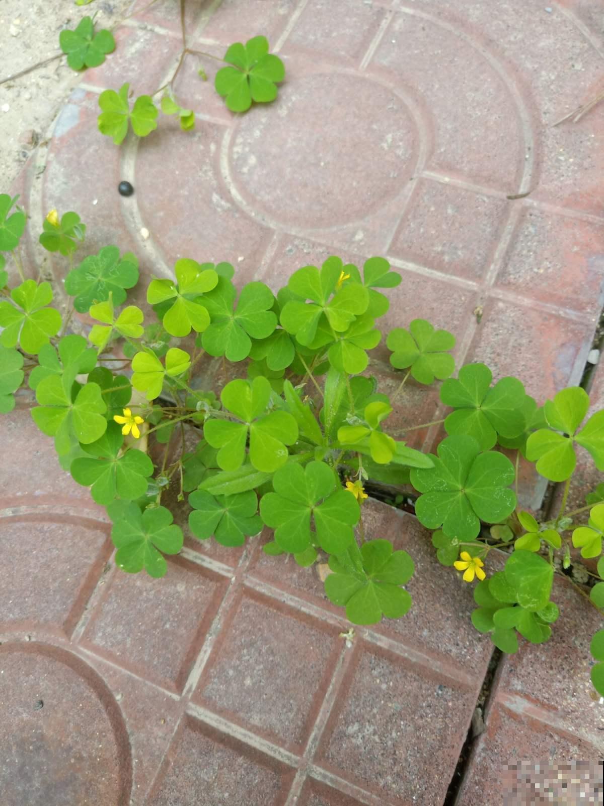 酢浆草不是三叶草,傻傻分不清?叫错名字惹笑话! 酢浆草不是三叶草,傻傻分不清?叫错名字惹笑话!