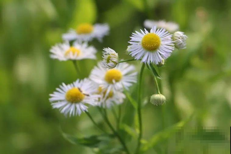 38种入侵植物,全村出来挖,挖完又长一大片 38种入侵植物,全村出来挖,挖完又长一大片