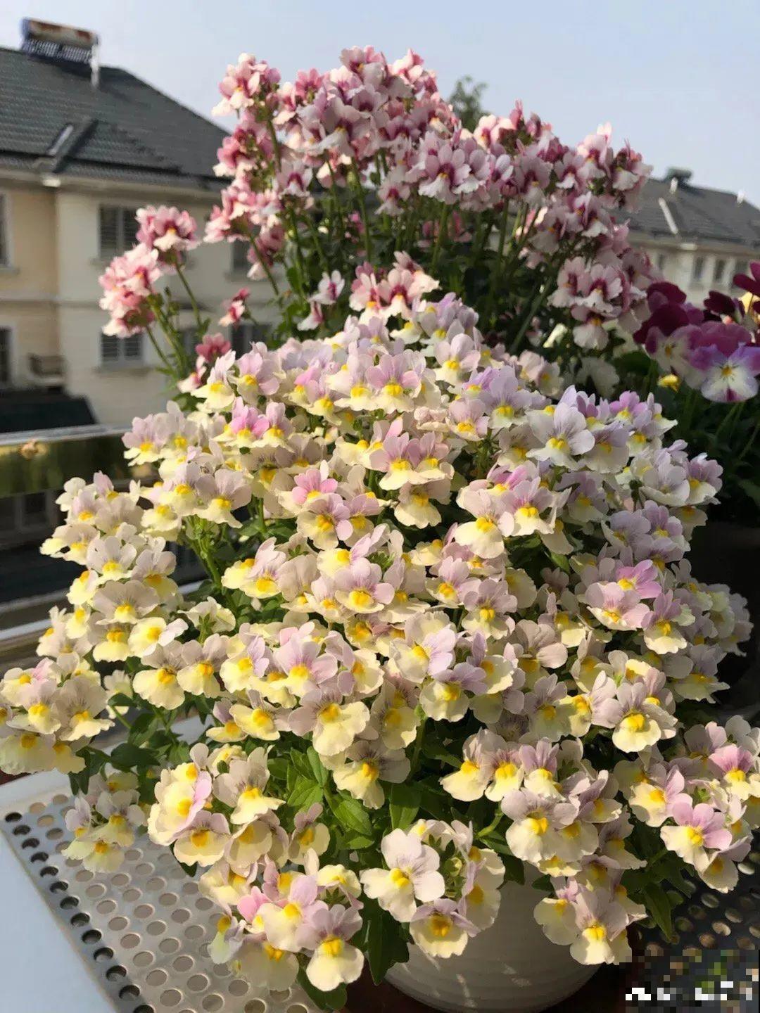 阳台新宠龙面花,花量超大颜色多,四季都开不停! 阳台新宠龙面花,花量超大颜色多,四季都开不停!