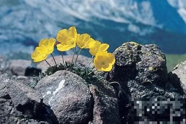 石缝间开出来的花,一点土都没有,生命力太强悍! 石缝间开出来的花,一点土都没有,生命力太强悍!