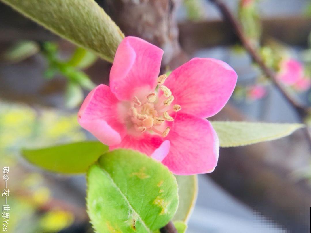 院子里种棵守家果树,镇宅风水好,旺人旺家 院子里种棵守家果树,镇宅风水好,旺人旺家
