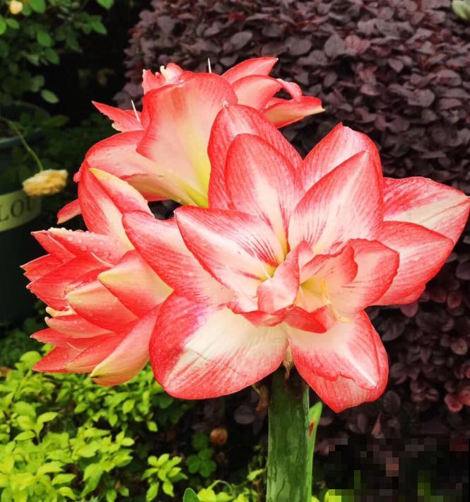 为什么朱顶红要休眠?因为不休眠,很可能不开花! 为什么朱顶红要休眠?因为不休眠,很可能不开花!