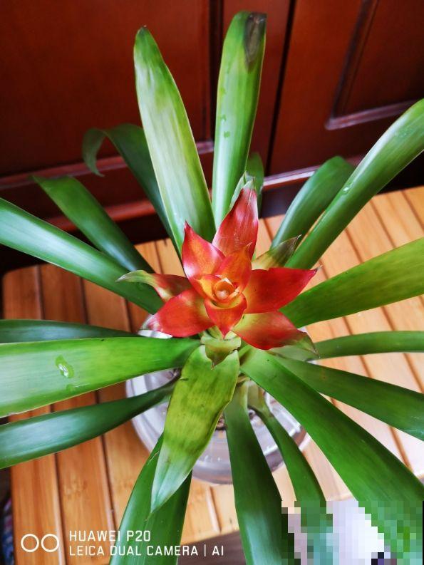 花市这种花是一次性的,开完花就死,可以扔掉了! 花市这种花是一次性的,开完花就死,可以扔掉了!