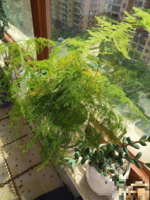 初秋文竹叶子发黄,剪一刀多通风,呼呼长出小嫩芽 初秋文竹叶子发黄,剪一刀多通风,呼呼长出小嫩芽