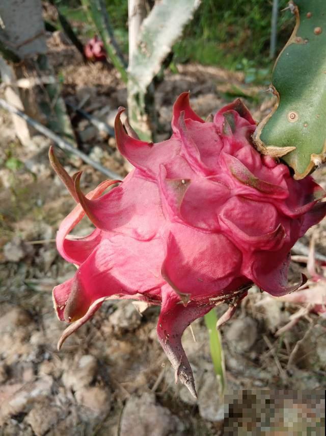 火龙果挖一勺籽，撒土里浇透水，长出毛绒绒小森林