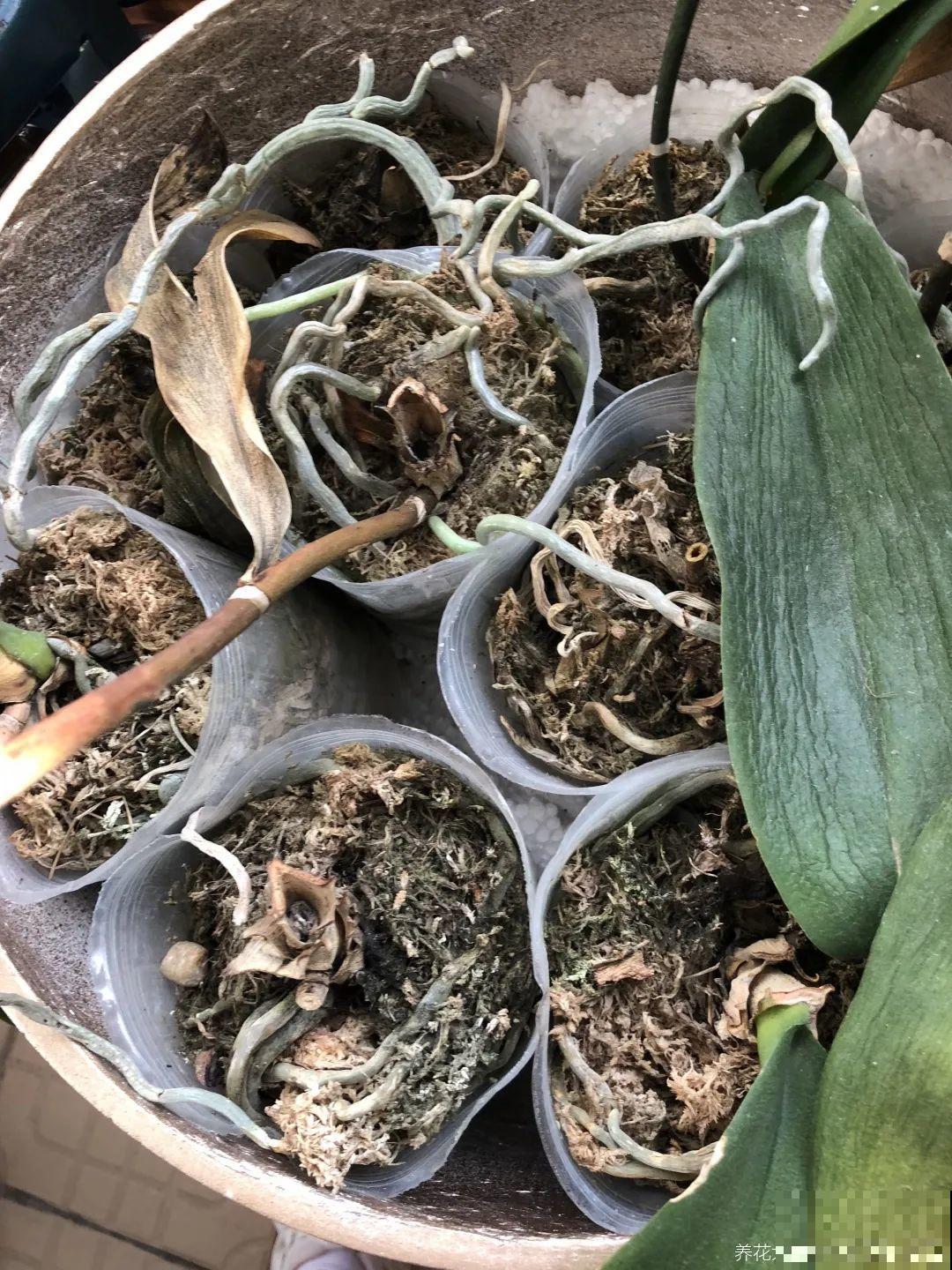 秋老虎来了，9种花进入“死期”，切莫大意！