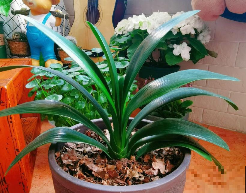 马上处暑了,这5种花最怕闷,别再浇水了! 马上处暑了,这5种花最怕闷,别再浇水了!