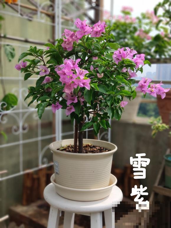 20平的小楼顶，养了100多盆三角梅，花团锦簇美不胜收！