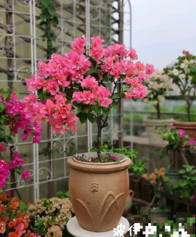 20平的小楼顶，养了100多盆三角梅，花团锦簇美不胜收！