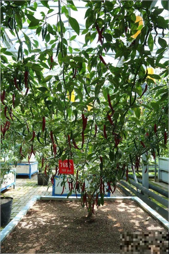 农村大姐，种出1.5米大冬瓜，我看谁还敢说矮！