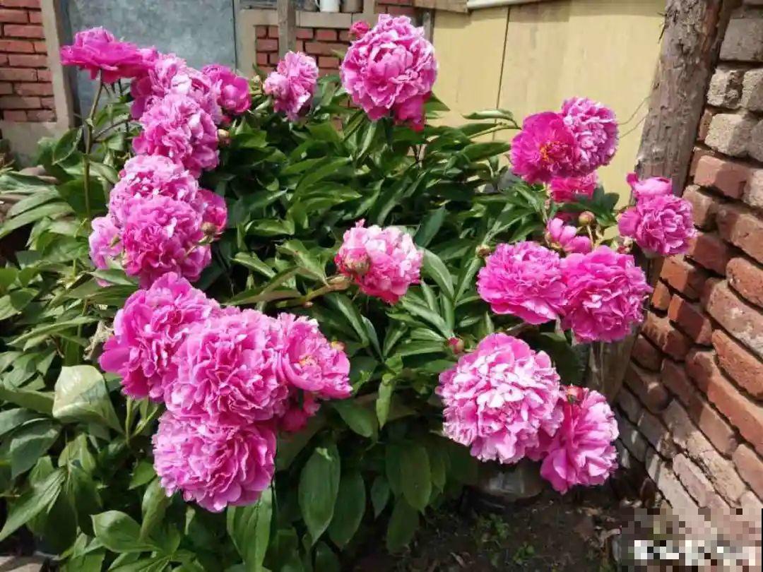 10种“好运花”，中国人最爱养，图个吉祥如意！