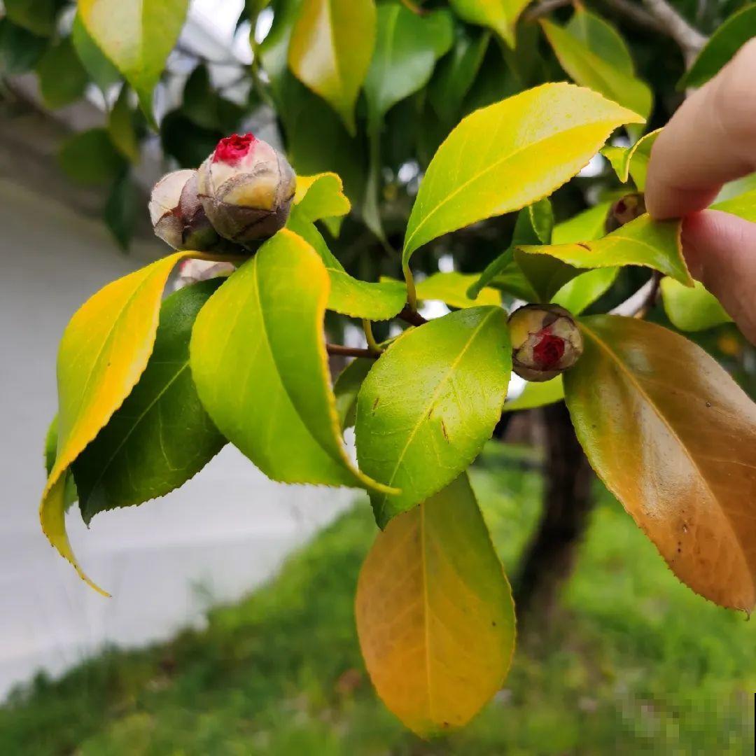 这种花苞要摘掉，不然全都开不了，花还会死！