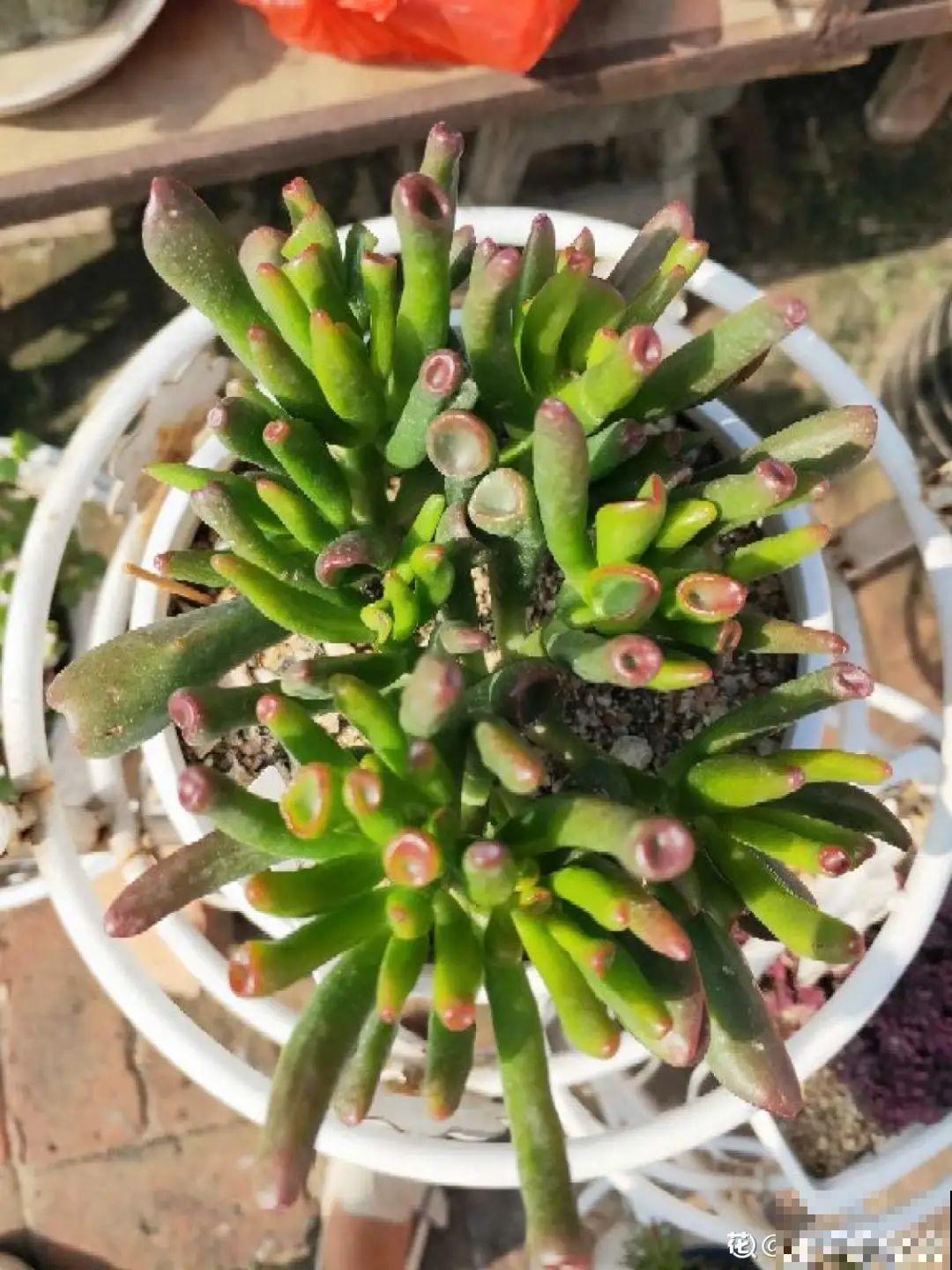 5种丑的难入眼的花，养客厅镇宅守家，越养越气派！