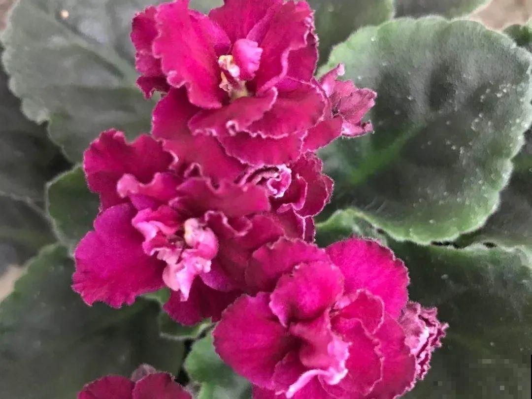 绿萝养腻了,换成非洲紫罗兰,1年有10个月花期! 绿萝养腻了,换成非洲紫罗兰,1年有10个月花期!