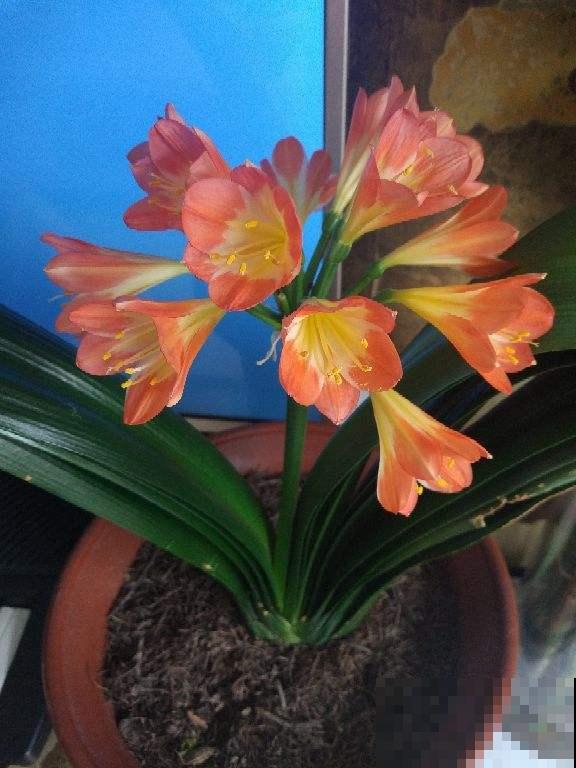 喜欢养兰的花友，4种兰花不可或缺，开花漂亮自带贵气