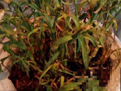 一次性的花，秋天开完就扔了，别浪费时间！