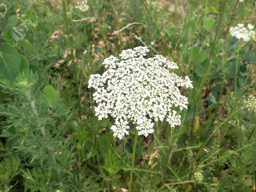 20种有毒花,出门别乱摘,有小孩的特别注意 20种有毒花,出门别乱摘,有小孩的特别注意