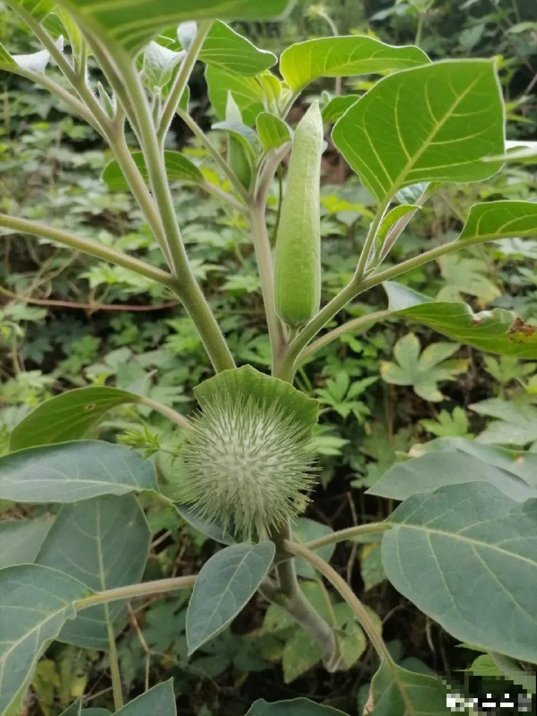 罂粟花不能随便种,私自种植,就得薅光 罂粟花不能随便种,私自种植,就得薅光